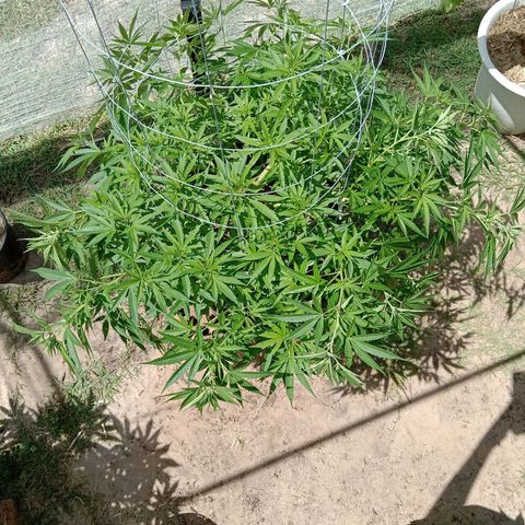 Doorman Lights #2 growlog photo: Progress