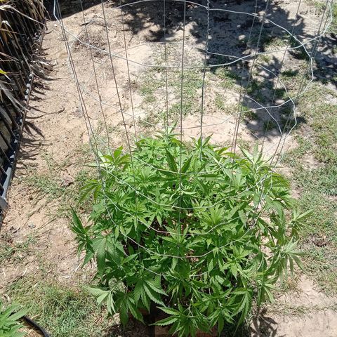 Doorman Lights #3 growlog photo: Progress