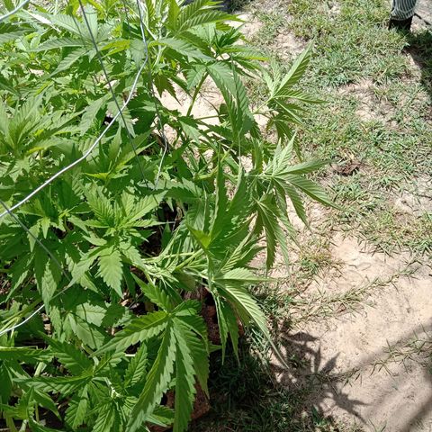 Doorman Lights #3 growlog photo: Progress