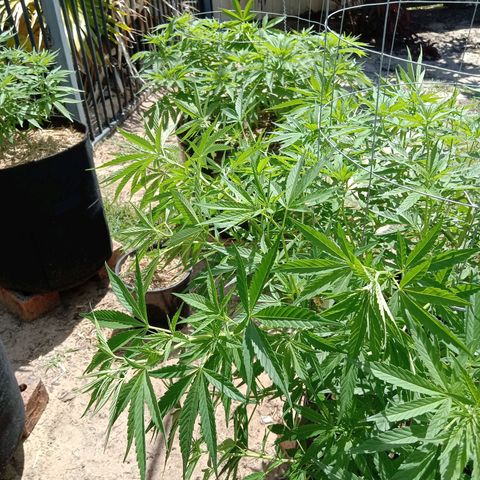 Doorman Lights #2 growlog photo: Progress