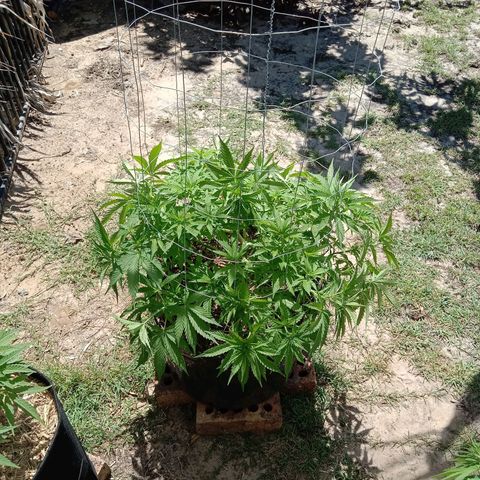 Doorman Lights #3 growlog photo: Progress