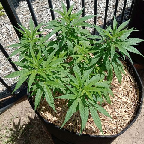 Doorman Lights #5 growlog photo: Progress