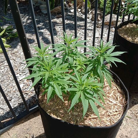 Doorman Lights #5 growlog photo: Progress