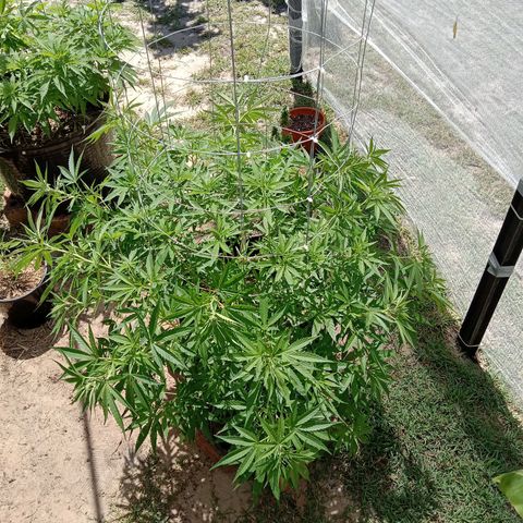 Doorman Lights #2 growlog photo: Progress