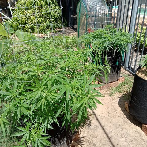 Doorman Lights #2 growlog photo: Progress