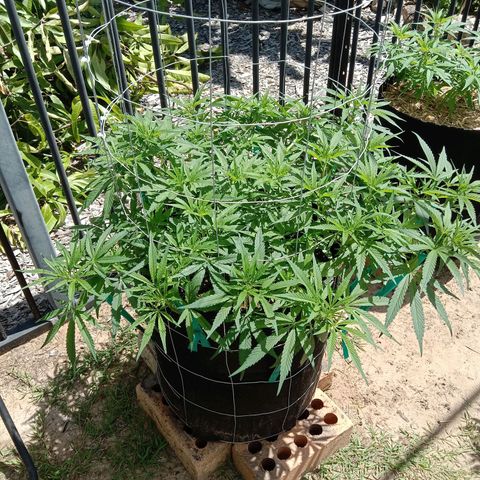 Doorman Lights #1 growlog photo: Progress