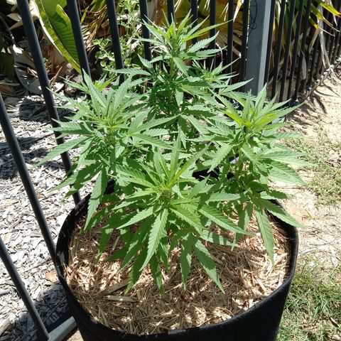 Dorman Lights #4 growlog photo: Progress