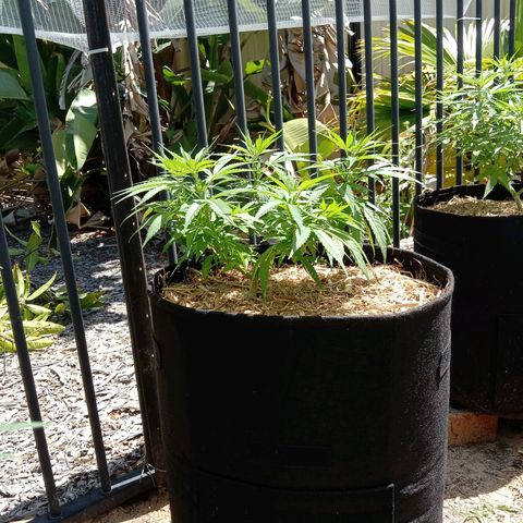 Doorman Lights #5 growlog photo: Progress