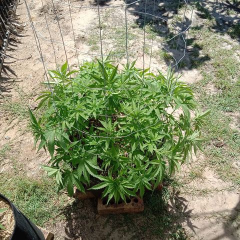 Doorman Lights #3 growlog photo: Progress
