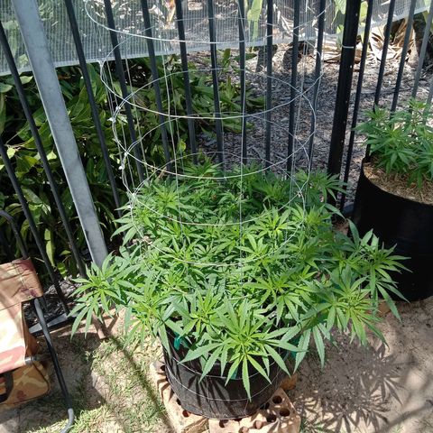 Doorman Lights #1 growlog photo: Progress