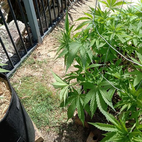 Doorman Lights #3 growlog photo: Progress