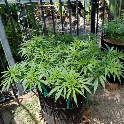 Doorman Lights #1 growlog photo: Progress