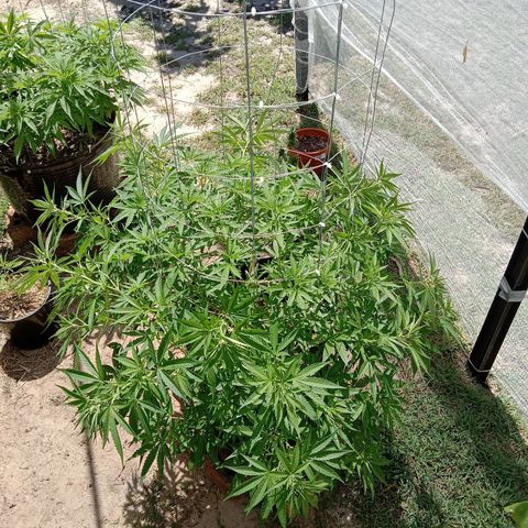 Doorman Lights #2 growlog photo: Progress