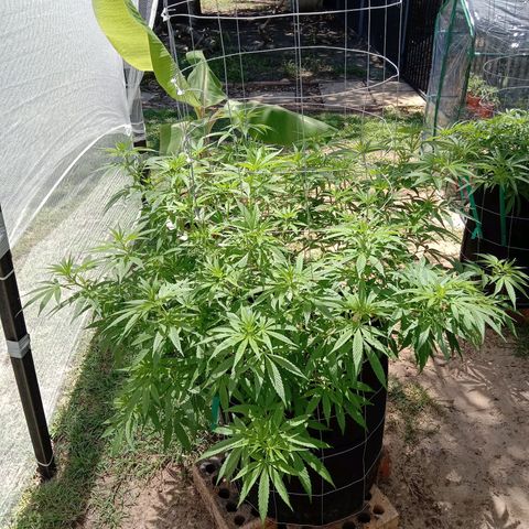 Doorman Lights #2 growlog photo: Progress