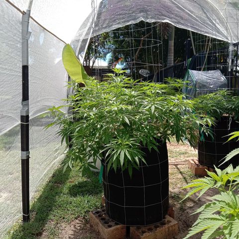 Doorman Lights #2 growlog photo: Progress