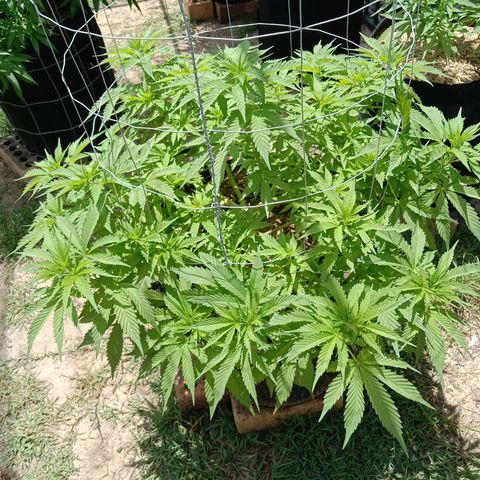 Doorman Lights #3 growlog photo: Progress