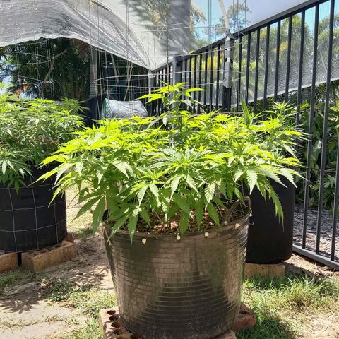 Doorman Lights #3 growlog photo: Progress