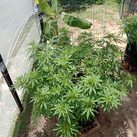 Doorman Lights #2 growlog photo: Progress