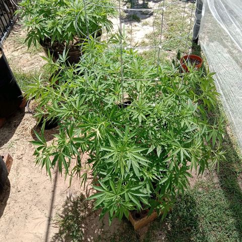 Doorman Lights #2 growlog photo: Progress