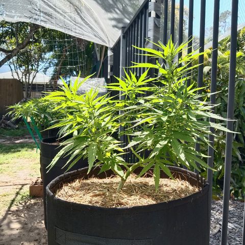 Dorman Lights #4 growlog photo: Progress