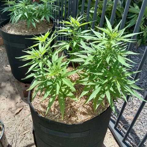 Dorman Lights #4 growlog photo: Progress
