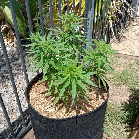 Dorman Lights #4 growlog photo: Progress