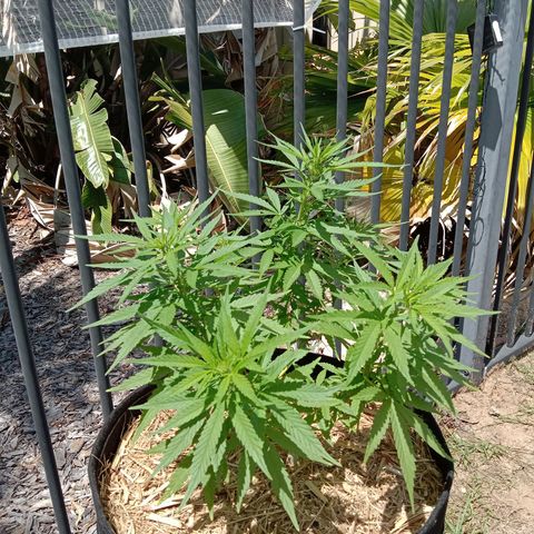 Dorman Lights #4 growlog photo: Progress
