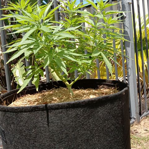Dorman Lights #4 growlog photo: Progress