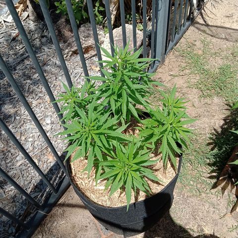 Dorman Lights #4 growlog photo: Progress