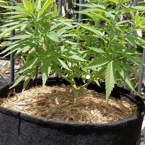 Dorman Lights #4 growlog photo: Progress