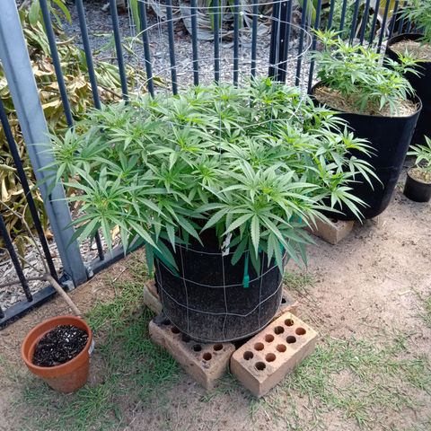 Doorman Lights #1 growlog photo: Progress