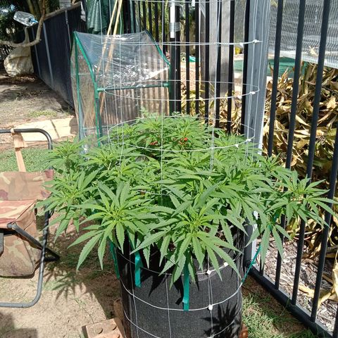 Doorman Lights #1 growlog photo: Progress