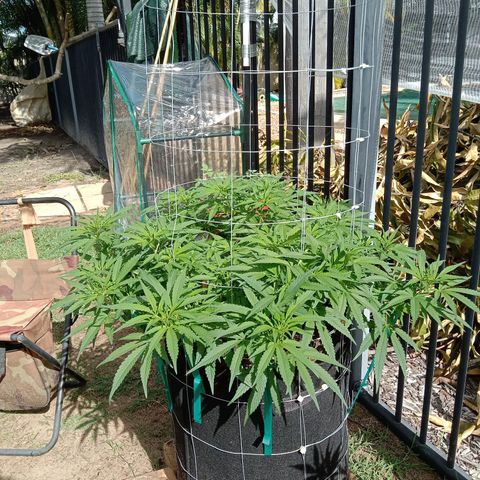 Doorman Lights #1 growlog photo: Progress