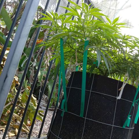 Doorman Lights #1 growlog photo: Progress