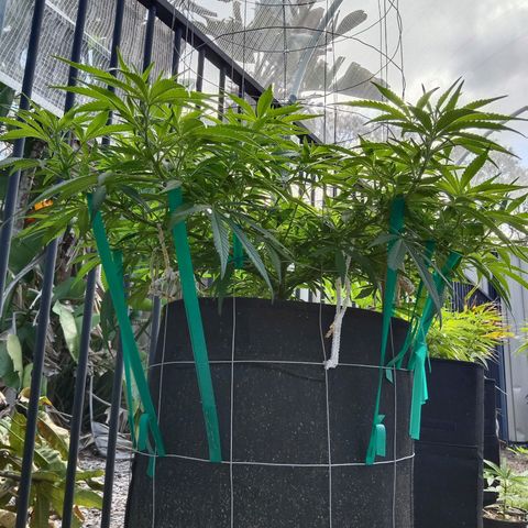 Doorman Lights #1 growlog photo: Progress