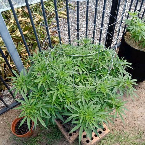 Doorman Lights #1 growlog photo: Progress