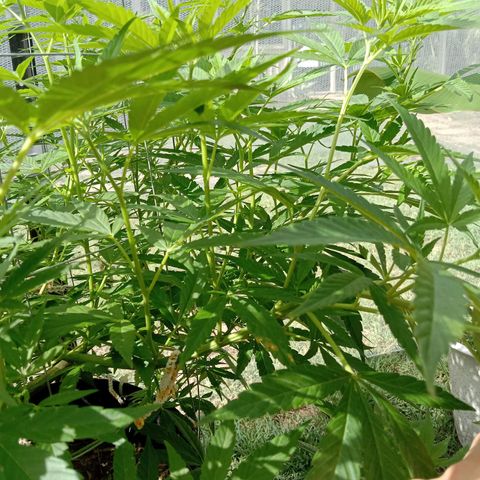 Doorman Lights #2 growlog photo: Progress