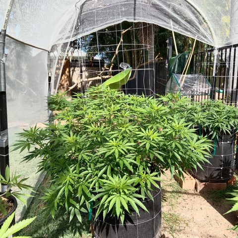 Doorman Lights #2 growlog photo: Progress