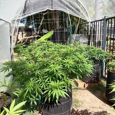 Doorman Lights #2 growlog photo: Progress