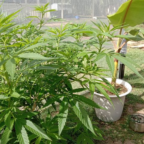 Doorman Lights #2 growlog photo: Progress