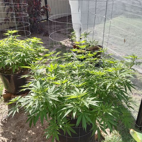 Doorman Lights #2 growlog photo: Progress
