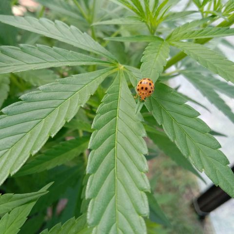 Doorman Lights #2 growlog photo: Progress
