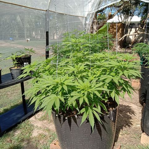 Doorman Lights #3 growlog photo: Progress