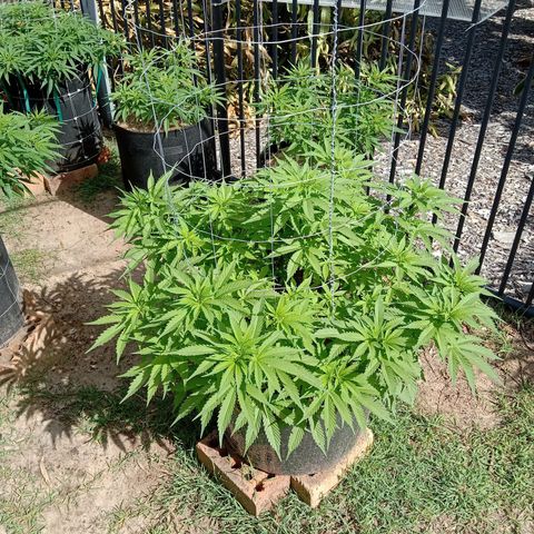 Doorman Lights #3 growlog photo: Progress