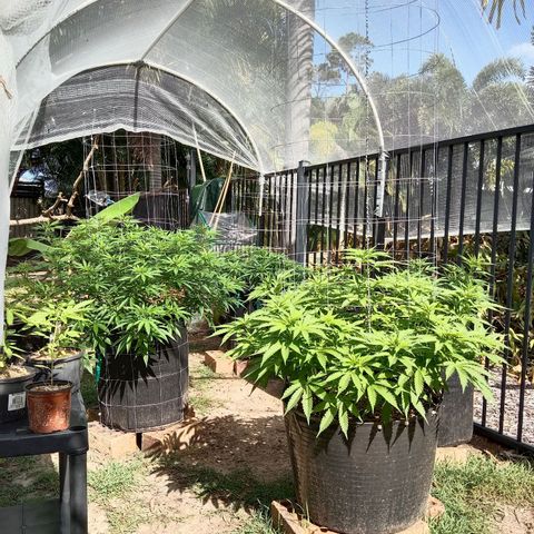 Doorman Lights #3 growlog photo: Progress