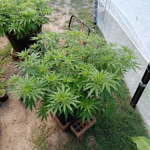 Doorman Lights #2 growlog photo: Progress