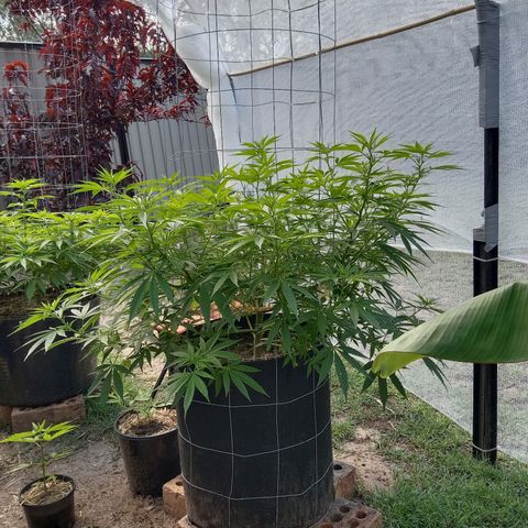 Doorman Lights #2 growlog photo: Progress