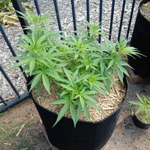 Doorman Lights #5 growlog photo: Progress