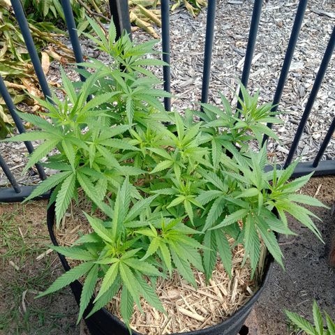 Doorman Lights #5 growlog photo: Progress