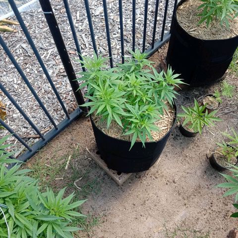 Doorman Lights #5 growlog photo: Progress